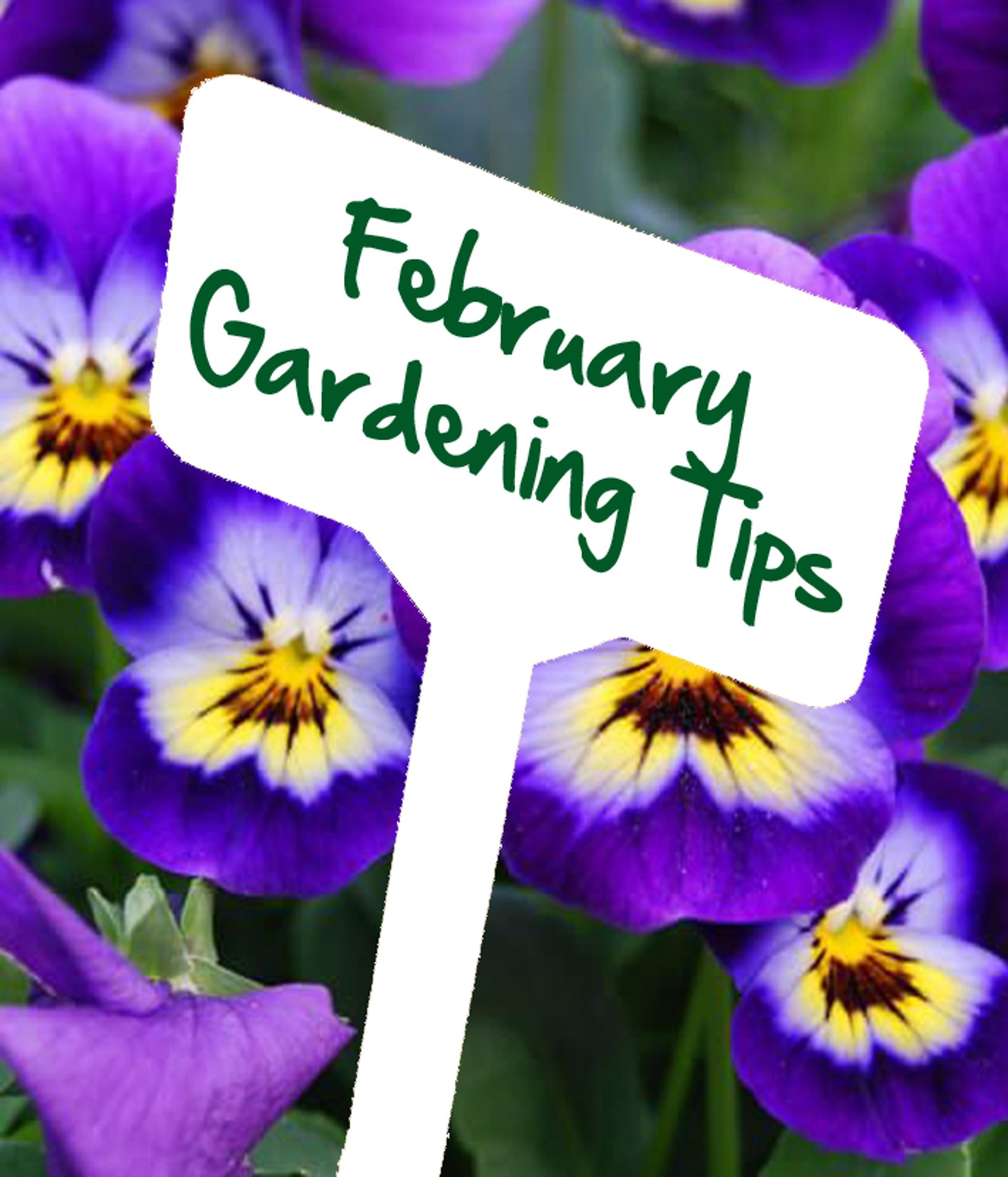 February gardening tips by Reg Moule